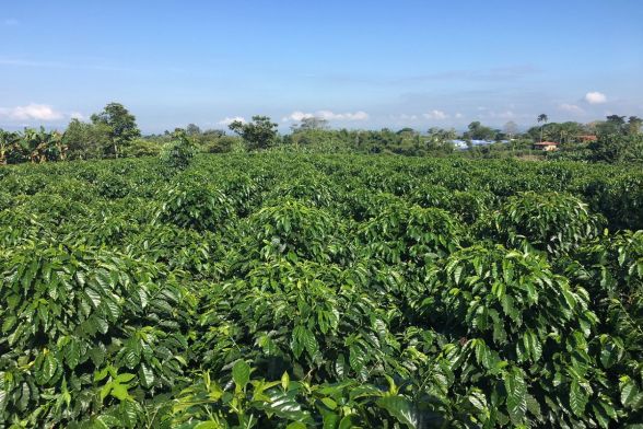 Coffee Tour La Morelia 11